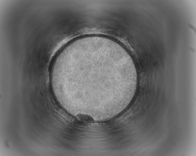 X0000096691167200803041255