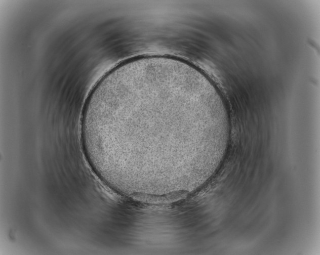 X0000096691183200803041254