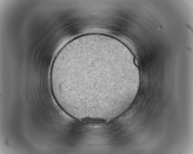 X0000096691199200803041254