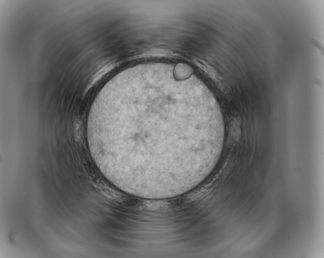 X0000096691258200803041253