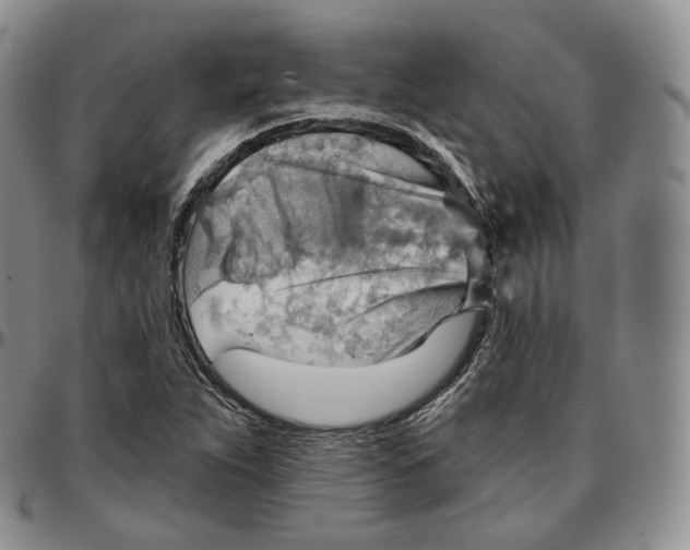 X0000096691263200803041253