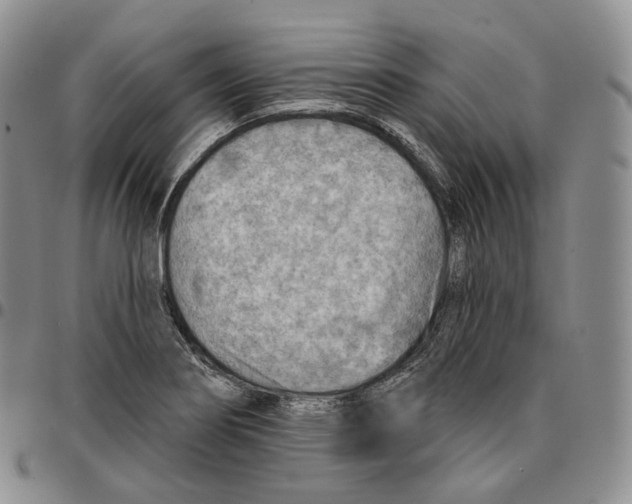 X0000096691274200803041253