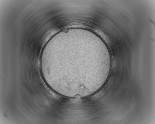 X0000096691282200803041253