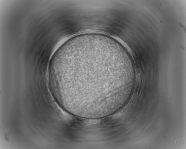 X0000096691294200803041253