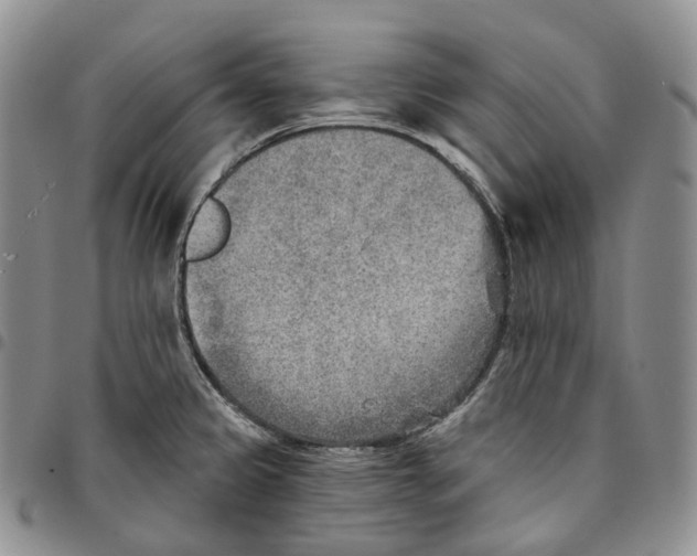 X0000096691333200803041253