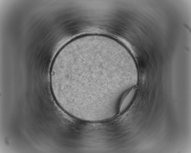 X0000096691335200803041253