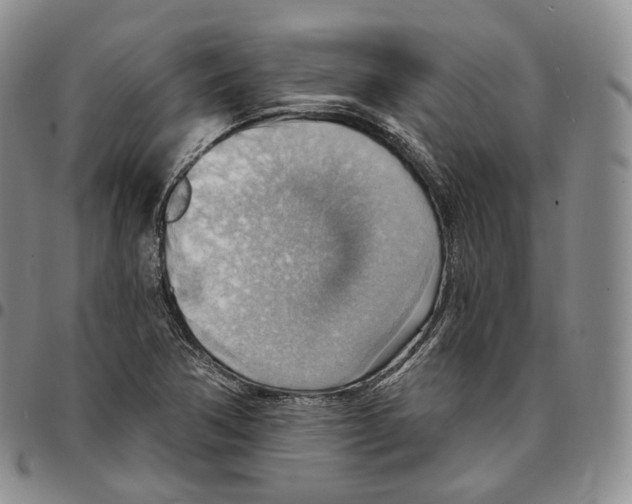 X0000096691362200803041252