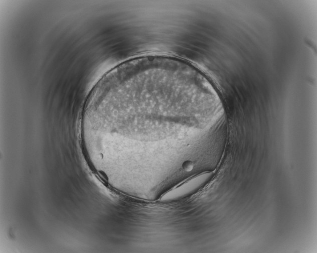 X0000096691383200803041252