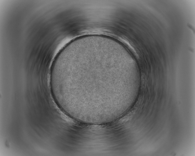 X0000096691424200803041251