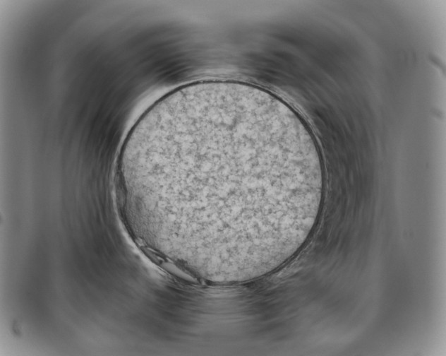 X0000096691440200803041252