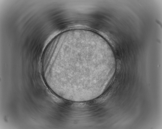 X0000096691474200803041251