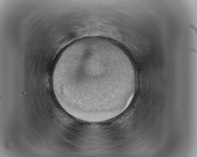 X0000096691497200803041250