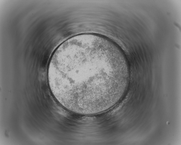 X0000096691513200803041250