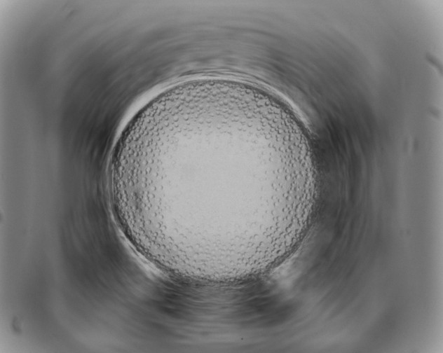 X0000096691514200803041250