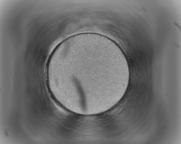 X0000096691519200803041250