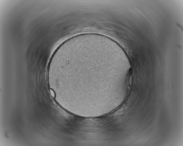 X0000096691527200803041250