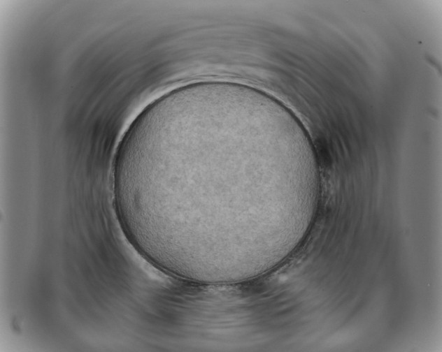 X0000096691531200803041250