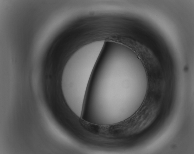 X0000096700766200802051101