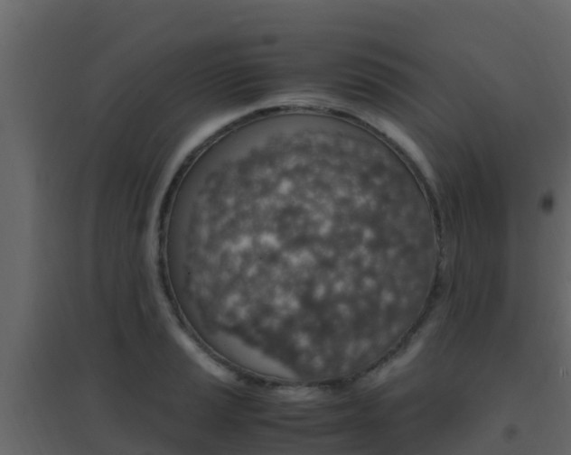 X0000096701037200802051056