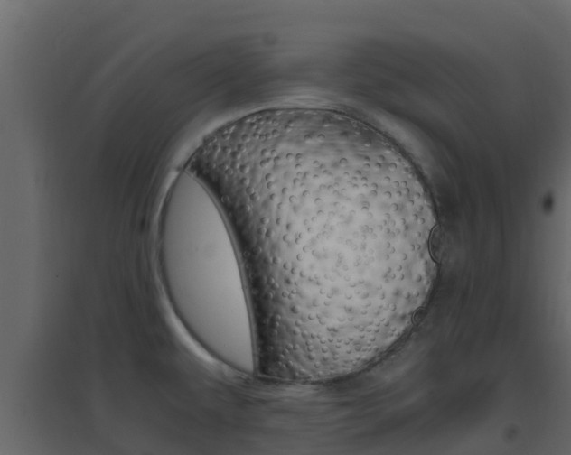 X0000096701479200802051049