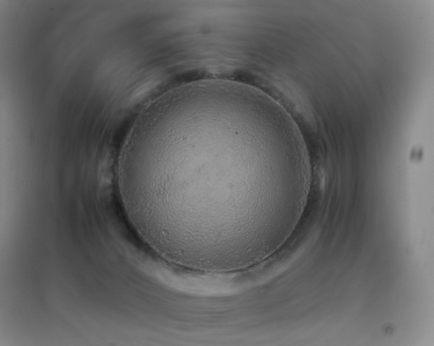 X0000096700032200802051421