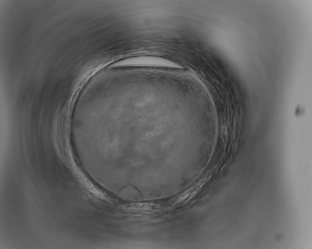 X0000096700049200802051420