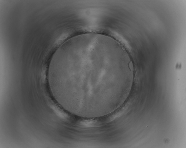 X0000096700065200802051421
