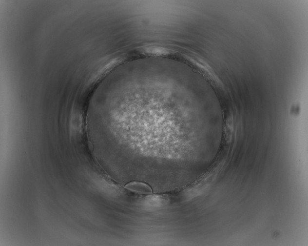 X0000096700330200802051417