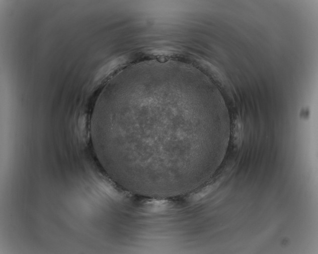 X0000096700428200802051415