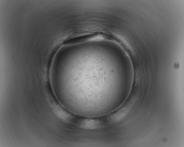 X0000096700453200802051415