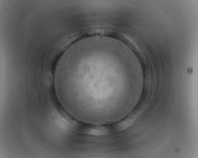 X0000096700459200802051415