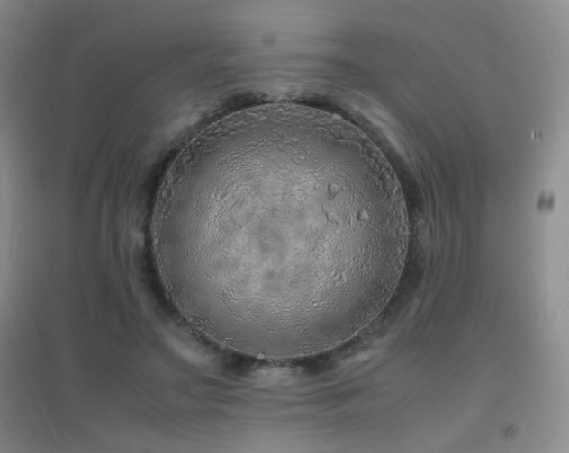 X0000096700499200802051414
