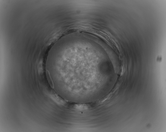 X0000096700520200802051414