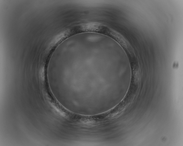 X0000096700729200802051410