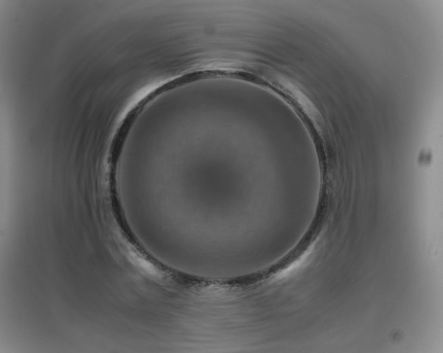 X0000096700779200802051410