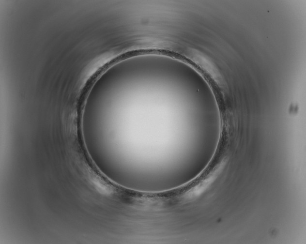 X0000096700781200802051410