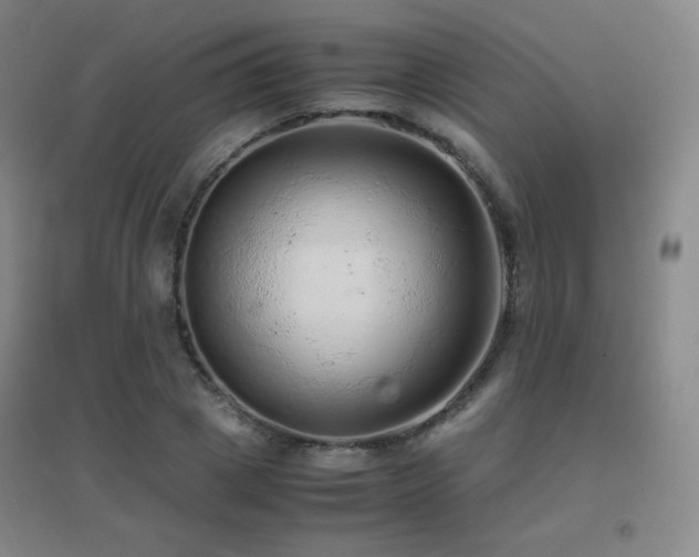 X0000096700833200802051409
