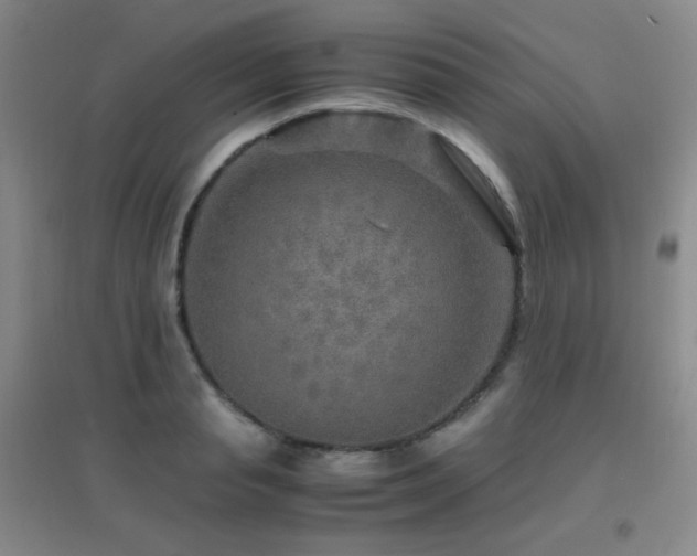 X0000096700845200802051409