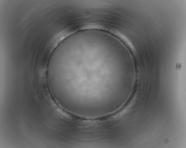 X0000096700937200802051407