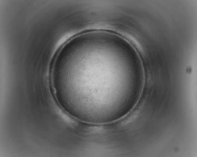 X0000096700990200802051406