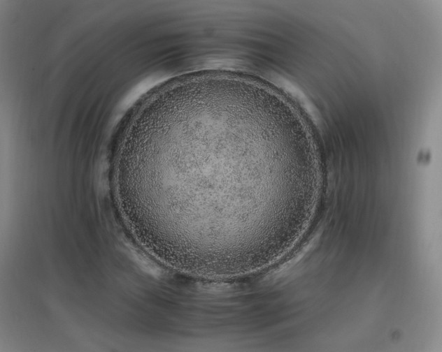 X0000096701019200802051406