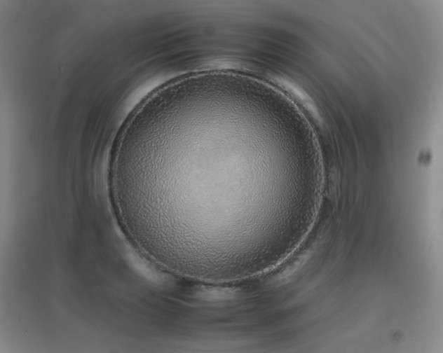 X0000096701039200802051406