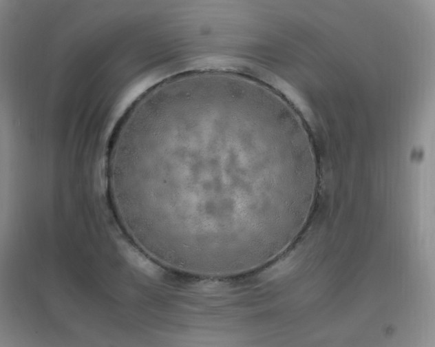 X0000096701075200802051405