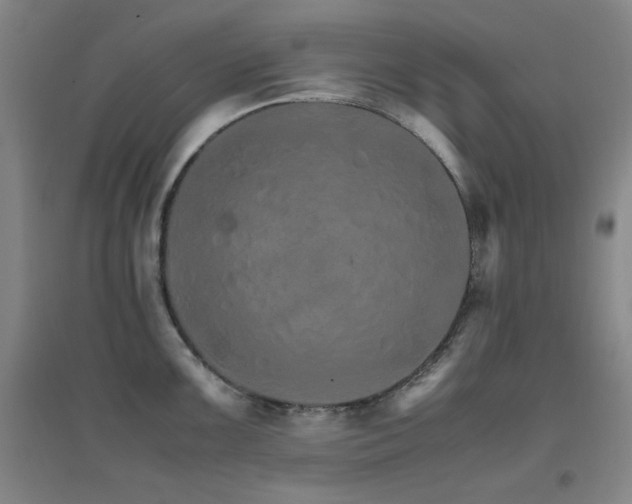 X0000096701099200802051405