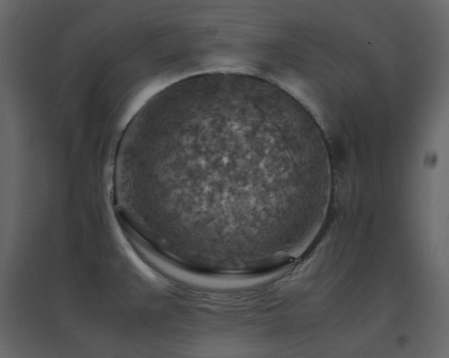 X0000096701383200802051400