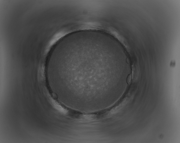 X0000096701453200802051359