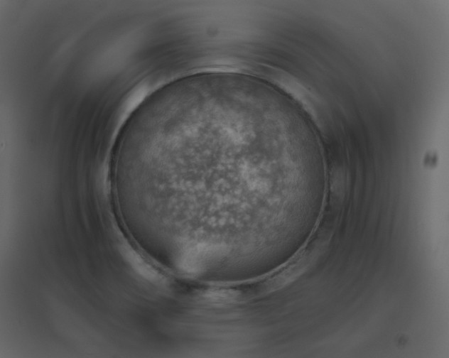 X0000096701466200802051359