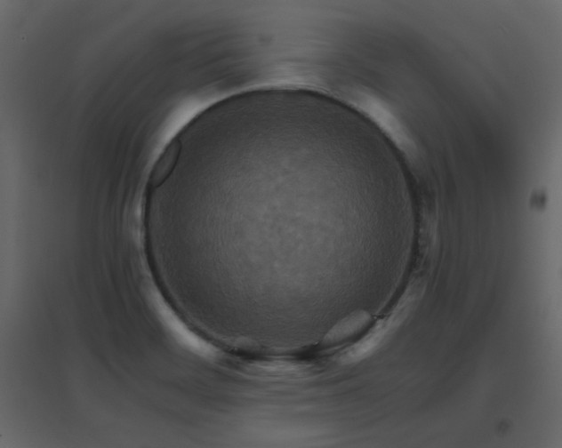 X0000096701468200802051359