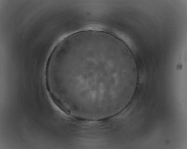 X0000096701471200802051359