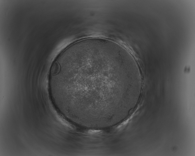 X0000096700055200802121211